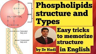 Phospholipids Types and structure in English Lecture 7 Easy tricks to memorize the structure [upl. by Ylrehc]