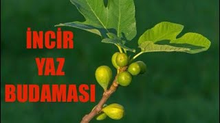 İNCİR YAZ BUDAMASI NASIL YAPILIR meşhur Bağlarbaşı siyah inciri [upl. by Htinek889]