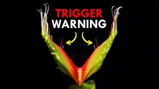 How Venus Flytraps Use Trigger Warnings To Trap Prey [upl. by Adigun]