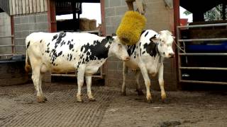 Friesian Dairy Cows [upl. by Nesnar407]