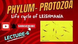 Life cycle of Leishmania  Kala Azar  Dum Dum Fever  Notes pdf in Description [upl. by Snehpets427]