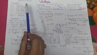 Ulothrix  vegetative structure and asexual reproduction for neet tgt pgt and 12th students [upl. by Gerald948]