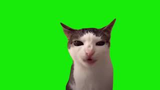 Crunchy cat meme cat memes [upl. by Lud77]