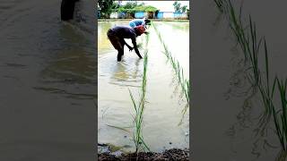 How Skip Row Transplanting Is Done in Paddy shorts [upl. by Appolonia141]