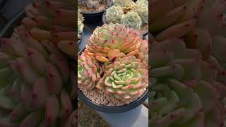 SUCCULENT GARDEN 多肉基地普货和精品的价格区别 succulent plants garden [upl. by Judye]