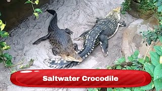 Saltwater Crocodile  Krokodille Zoo Denmark [upl. by Amlez131]