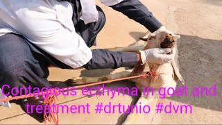 Contagious ecthyma in goat and treatment drtunio dvm [upl. by Ateekal926]