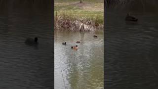 Ducks  retarding water basin wateranimals melbourne victoria viralshorts birdlifeaustralia [upl. by Tsiuqram]