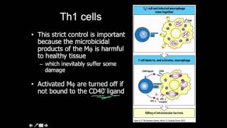 CD4 Classes Th1 Th2 Treg Tfh Th17 [upl. by Imat]