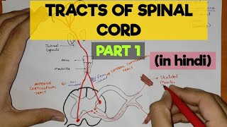 ascending tracts of spinal cord anatomy 3d  spinal cord tracts anatomy [upl. by Ase]