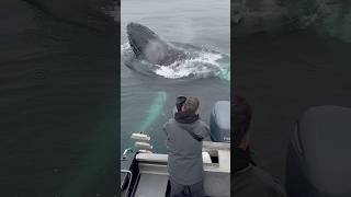 Absolutely incredible encounter with 2 friendly Humpbacks whale wildlife fun friendly monterey [upl. by Ogilvy]