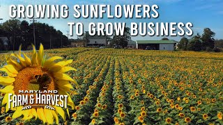 How Growing Sunflowers Helped Grow a Local Business  MD FampH [upl. by Keppel]