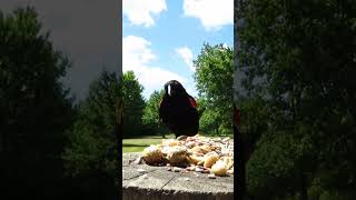 Redwinged blackbird getting a snack [upl. by Noyad]