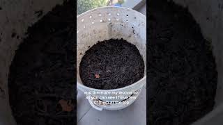 The threebucket California worm composting system 🪱 worms bucketsystem nature plants [upl. by Adniralc808]