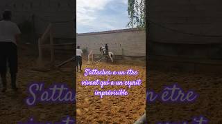 Être cavalier ou cavalière1h de montage😅 horsycorn trend horse pony equestrian jumping [upl. by Dlopoel466]