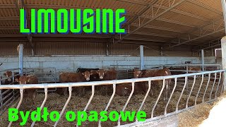 151 Bydło opasowe żywione tylko paszą treściwą Bukaciarnia  Prezes sam ją projektował Limousine [upl. by Geraldina123]