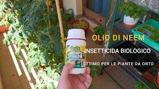 Trattamento con OLIO di NEEM per le PIANTE da ORTO Insetticida BIOLOGICO [upl. by Limoli]