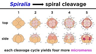 Introduction to Spiralia and Lophotrochozoa [upl. by Fernandez]