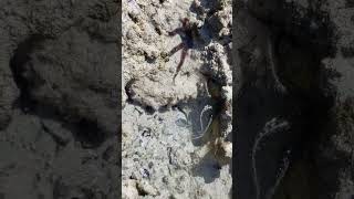 Brittle Star in low tide [upl. by Stevie]