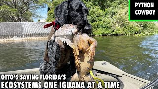 Using The Worlds Best Iguana Hunting Dog To Save Florida [upl. by Eecart]