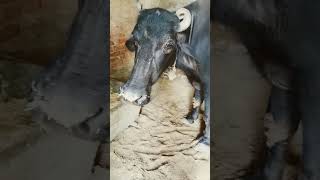 😱😱Dipawali Ki Safai ki acchi tric jaane ek sirf 1 minut cow😆😆 sadiya😰😰views😁😁funny [upl. by Siradal993]