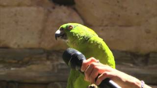 Parrot Sings Seven Songs at Disney World [upl. by Aoniak]