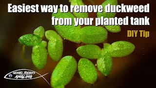 How to remove duckweed  aquarium DIY tip [upl. by Liris]