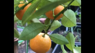 Calamondin Citrus Fruit Tree  Zone 7 [upl. by Noraed]