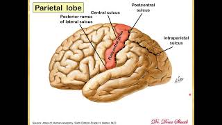 9 Sulci amp gyri of the cerebral hemispahere Doaa 2020 [upl. by Haynes]