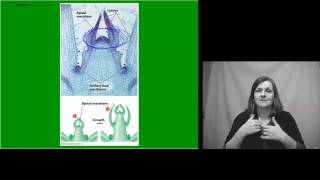 Anatomy of Flowering Plants l Lecture 1 l Biology l NEET [upl. by Eatnom437]