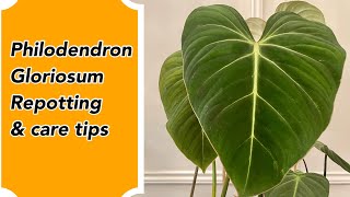 PHILODENDRON GLORIOSUM CARE AND REPOTTING TIPS [upl. by Aneleh741]