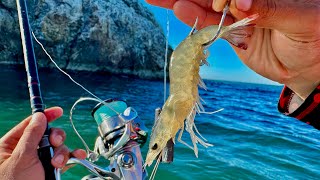 PESCA a FONDO con CAMARÓN VIVO en BARCO HUNDIDO [upl. by Justino]