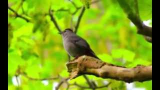 Gray Catbird making lots of calls and sounds [upl. by Geof]