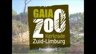 GaiaZOO  Nieuwe hengst bij Przewalskipaarden [upl. by Fabi]