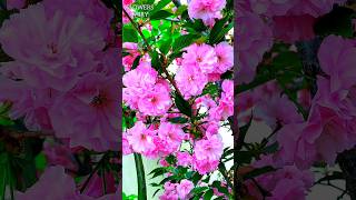 Beautiful Prunus Kanzan trees flowersshorts flowers mygardenflowers [upl. by Jc]