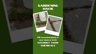 Try This ⭐️ Get rid of WEEDS in your concrete WITHOUT TOXIC chemicals weedcontrol [upl. by Noremak]