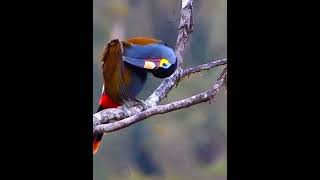 सबसे सुंदर चोंच वाला पक्षी😍Toucans birdsfacts shortsvideo GYaane [upl. by Juana]