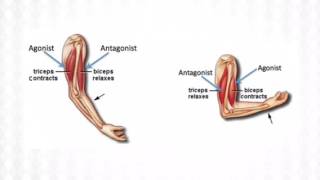 Agonist vs Antagonist [upl. by Boylston]