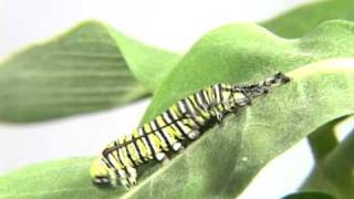 Monarch Caterpillar molting its skin Time Lapse [upl. by Rabiah120]