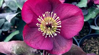 HELLEBORUS FROSTKISS ANNAS RED [upl. by Duffie773]