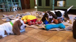 Basset Hound Puppies playing [upl. by Coppinger]