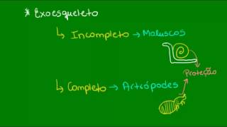 Sistemas esqueléticos  Zoologia  Biologia [upl. by Nue]