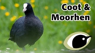 BTO Bird ID  Coot amp Moorhen [upl. by Allicerp]