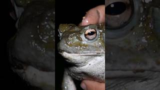 Meet the Biggest Toad in North America animals toad wildlife [upl. by Molloy]