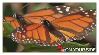 Why youll see fewer monarch butterflies this fall in St Louis [upl. by Lrigybab]