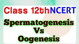 Differences between Spermatogenesis and Oogenesis  Class 12  Chapter 2 ScienceByDeeba [upl. by Theurich284]