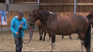 Apprendre à parler cheval avec JeanFrançois Pignon [upl. by Lethia]