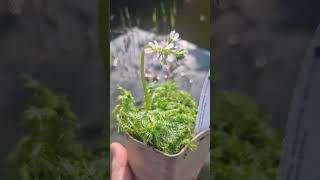 Die Wasserfeder  Hottonis Palustris aktuell mit toller Blüte teichpflanze gartenteich teich [upl. by Navanod]