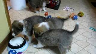 Shetland Sheepdog Shelties miniature Sheltie puppy puppies playing funny dog [upl. by Auqcinahs368]