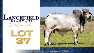 Lot 37 Lancefield M Forbes 7993 [upl. by Ahtael]